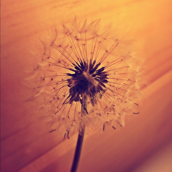 Meet your Posher, Amanda - Picture 3 of 4